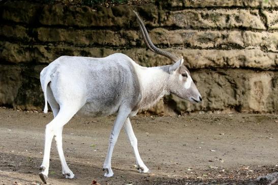 Mendesantilope Zoo Frankfurt am Main