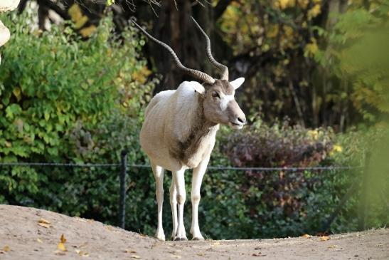 Addax-Mendesantilope Zoo Frankfurt am Main 2018