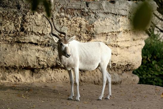 Addax-Mendesantilope Zoo Frankfurt am Main 2018