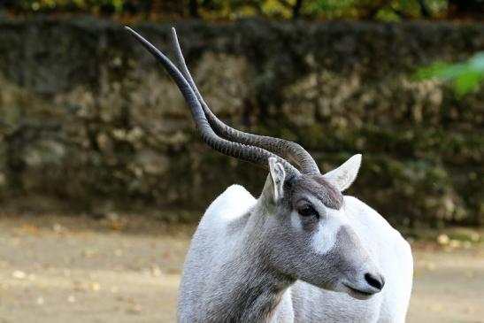 Addax-Mendesantilope Zoo Frankfurt am Main 2018