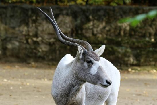 Addax-Mendesantilope Zoo Frankfurt am Main 2018