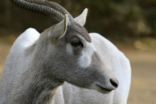 Addax-Mendesantilope Zoo Frankfurt am Main 2018