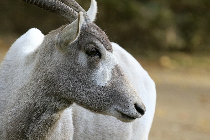 Addax-Mendesantilope Zoo Frankfurt am Main 2018