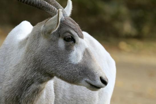 Addax-Mendesantilope Zoo Frankfurt am Main 2018