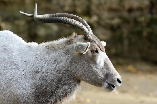 Addax-Mendesantilope Zoo Frankfurt am Main 2018