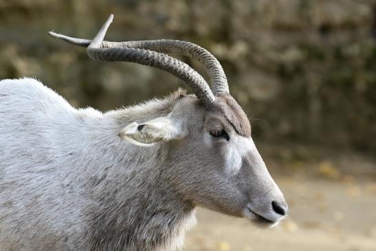 Addax-Mendesantilope Zoo Frankfurt am Main 2018