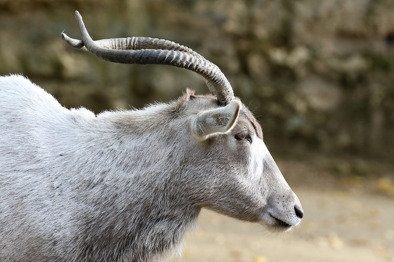 Addax-Mendesantilope Zoo Frankfurt am Main 2018