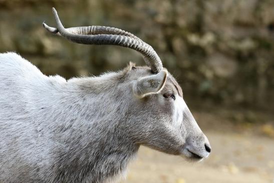 Addax-Mendesantilope Zoo Frankfurt am Main 2018