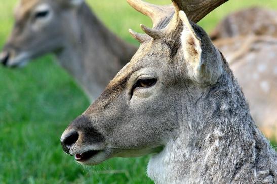 Mesopotamischer Damhirsch Opel Zoo Kronberg 2017