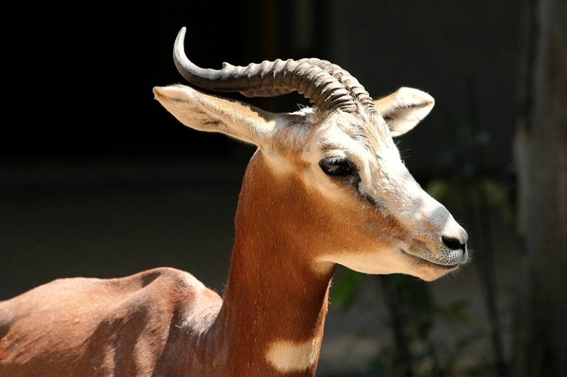 Mhorr-Gazelle Zoo Frankfurt am Main 2013