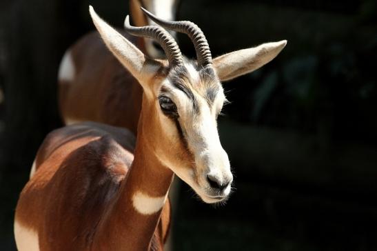 Mhorr-Gazelle Zoo Frankfurt am Main 2013