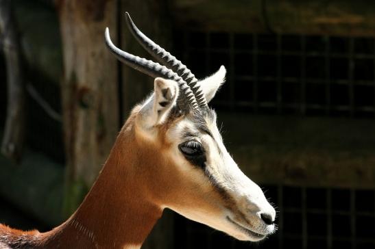 Mhorr-Gazelle Zoo Frankfurt am Main 2013