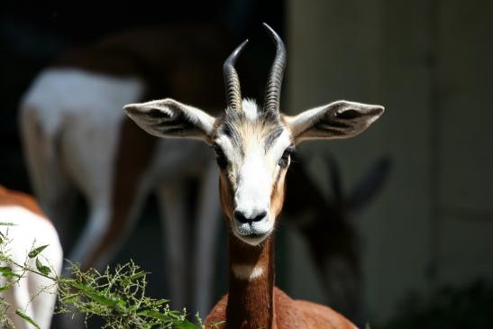 Mhorr-Gazelle Zoo Frankfurt am Main 2012