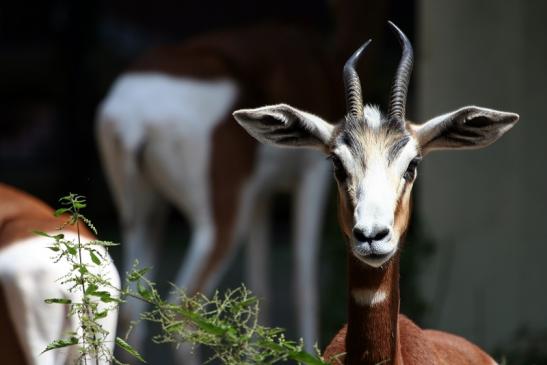 Mhorr-Gazelle Zoo Frankfurt am Main 2012