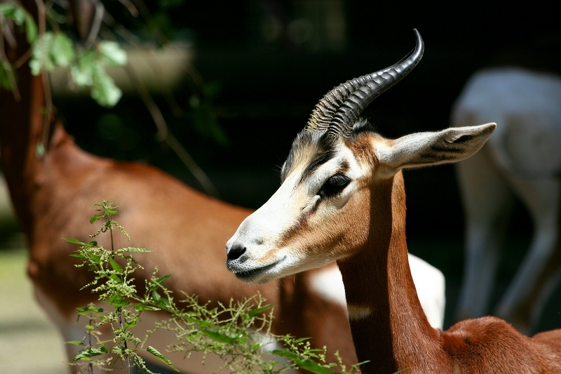 Mhorr-Gazelle Zoo Frankfurt am Main 2012
