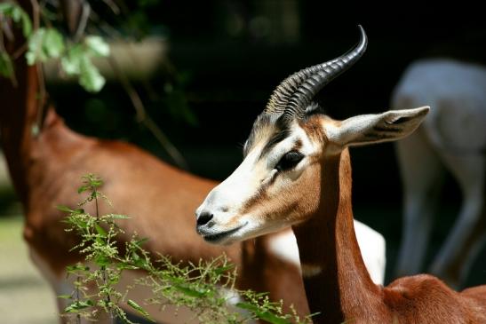 Mhorr-Gazelle Zoo Frankfurt am Main 2012