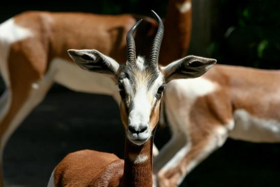 Mhorr-Gazelle Zoo Frankfurt am Main 2012