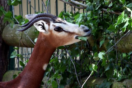 Mhorr-Gazelle Zoo Frankfurt am Main 2012