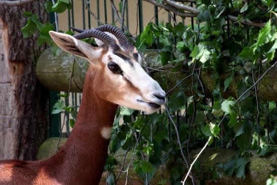 Mhorr-Gazelle Zoo Frankfurt am Main 2012