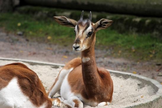 Mhorr-Gazelle Zoo Frankfurt am Main 2012