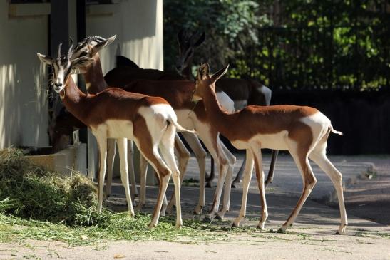 Mhorr-Gazelle Zoo Frankfurt am Main 2012