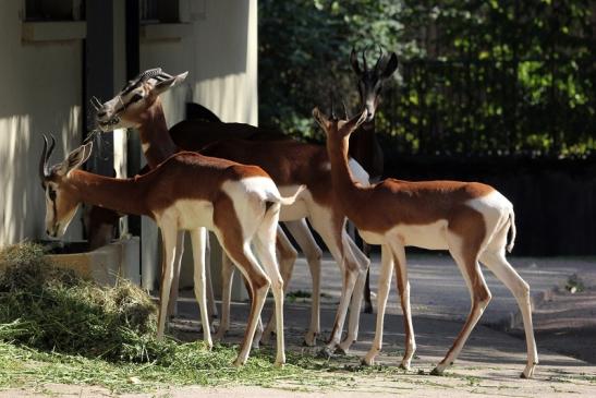 Mhorr-Gazelle Zoo Frankfurt am Main 2012