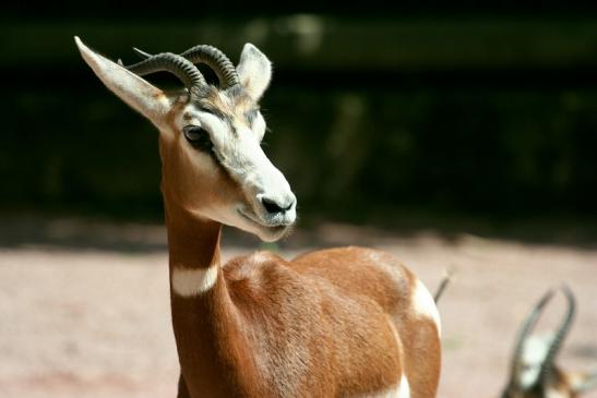 Mhorr-Gazelle Zoo Frankfurt am Main 2012