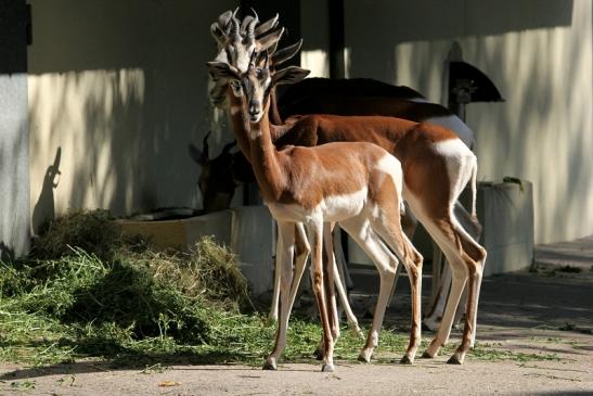 Mhorr-Gazelle Zoo Frankfurt am Main 2012