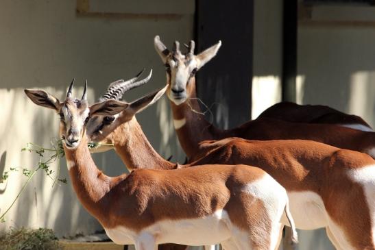 Mhorr-Gazelle Zoo Frankfurt am Main 2012