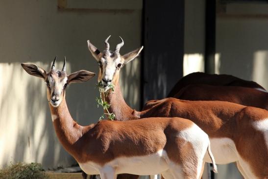 Mhorr-Gazelle Zoo Frankfurt am Main 2012