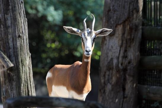 Mhorr-Gazelle Zoo Frankfurt am Main 2012