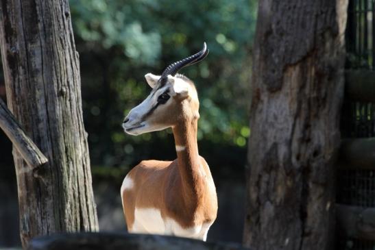 Mhorr-Gazelle Zoo Frankfurt am Main 2012