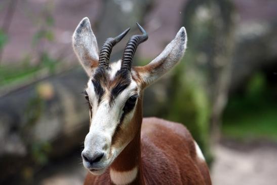 Mhorr-Gazelle Zoo Frankfurt am Main 2012