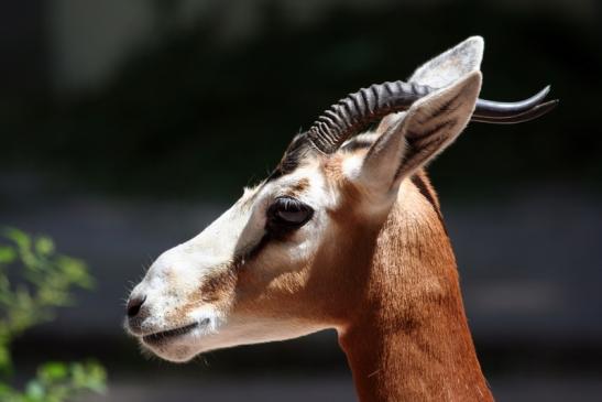 Mhorr-Gazelle Zoo Frankfurt am Main 2012