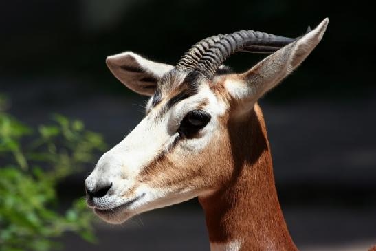 Mhorr-Gazelle Zoo Frankfurt am Main 2012