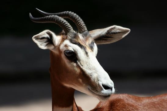 Mhorr-Gazelle Zoo Frankfurt am Main 2012