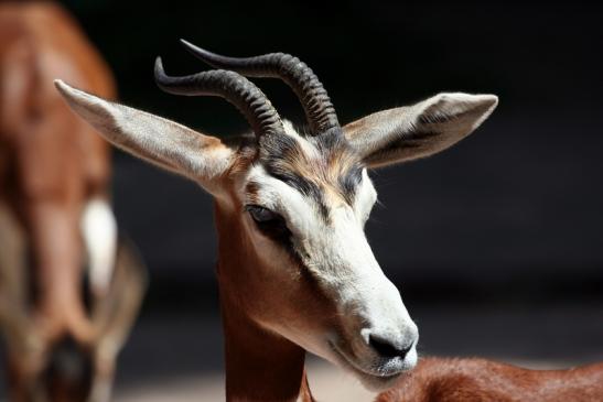 Mhorr-Gazelle Zoo Frankfurt am Main 2012