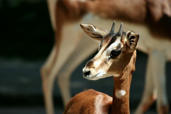 Mhorr-Gazelle Zoo Frankfurt am Main 2012