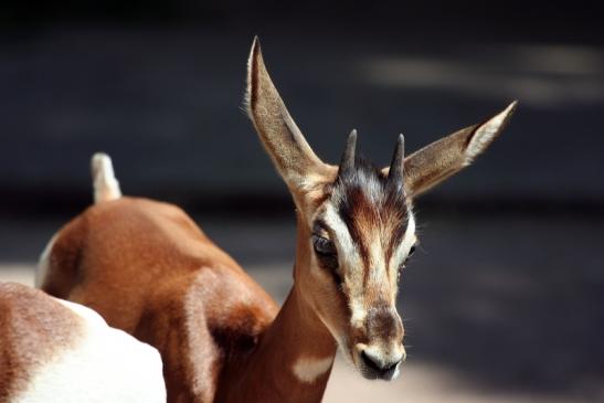 Mhorr-Gazelle Zoo Frankfurt am Main 2012