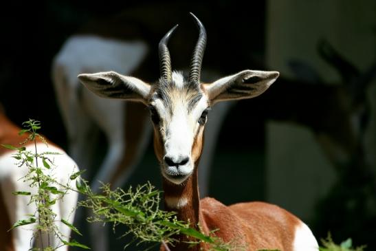 Mhorr-Gazelle Zoo Frankfurt am Main 2012