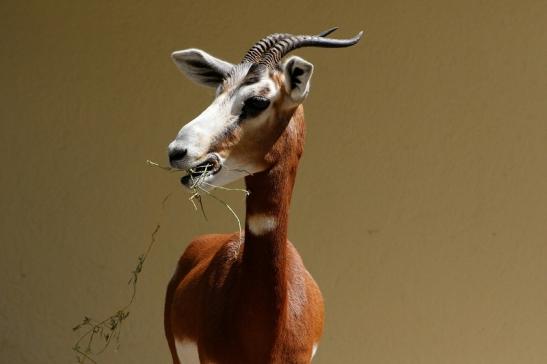 Mhorr-Gazelle Zoo Frankfurt am Main 2016