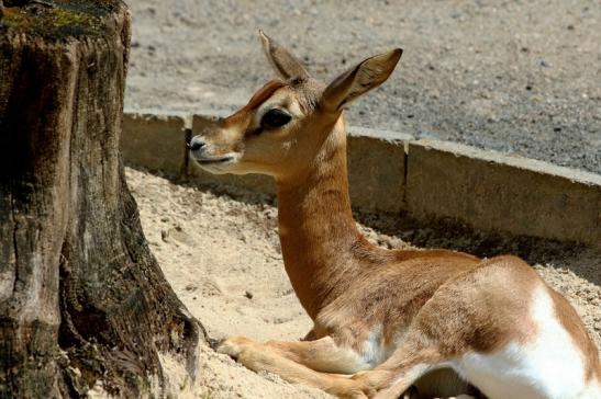 Mhorr-Gazelle Zoo Frankfurt am Main 2016