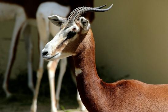 Mhorr-Gazelle Zoo Frankfurt am Main 2016