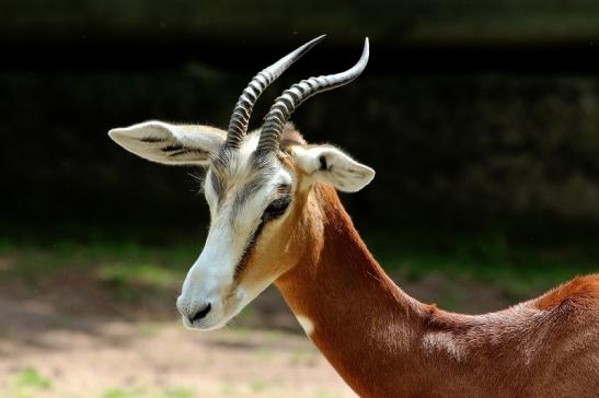 Mhorr-Gazelle Zoo Frankfurt am Main 2016