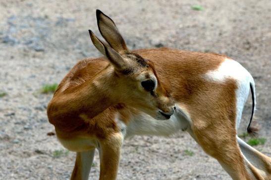 Mhorr-Gazelle Zoo Frankfurt am Main 2016