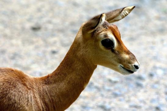 Mhorr-Gazelle Zoo Frankfurt am Main 2016