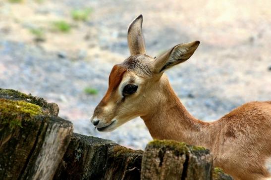 Mhorr-Gazelle Zoo Frankfurt am Main 2016