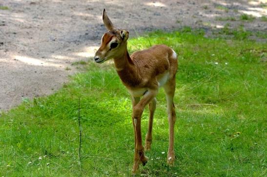 Mhorr-Gazelle Zoo Frankfurt am Main 2016