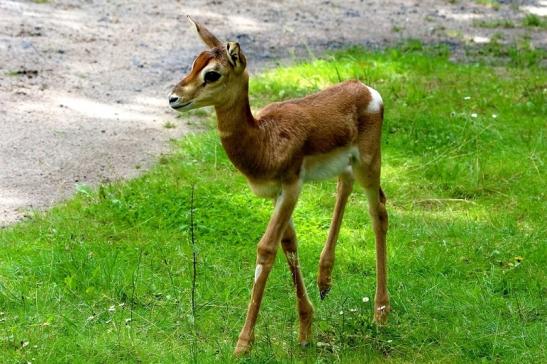 Mhorr-Gazelle Zoo Frankfurt am Main 2016