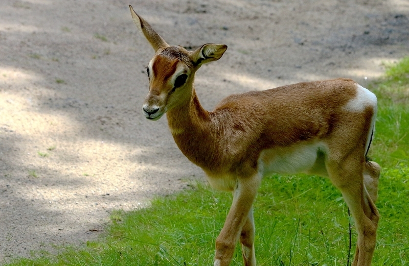 Mhorr-Gazelle Zoo Frankfurt am Main 2016